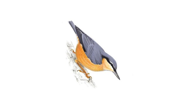 nuthatch-drawing